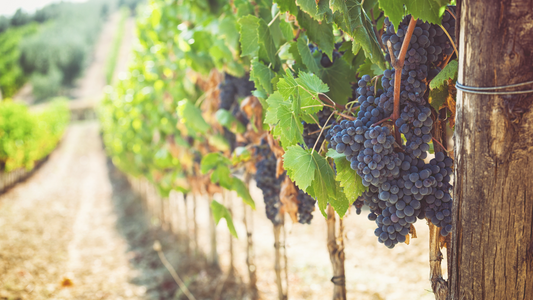 Shmitah's Impact on Kosher Wine Vintages: Availability & Strategies