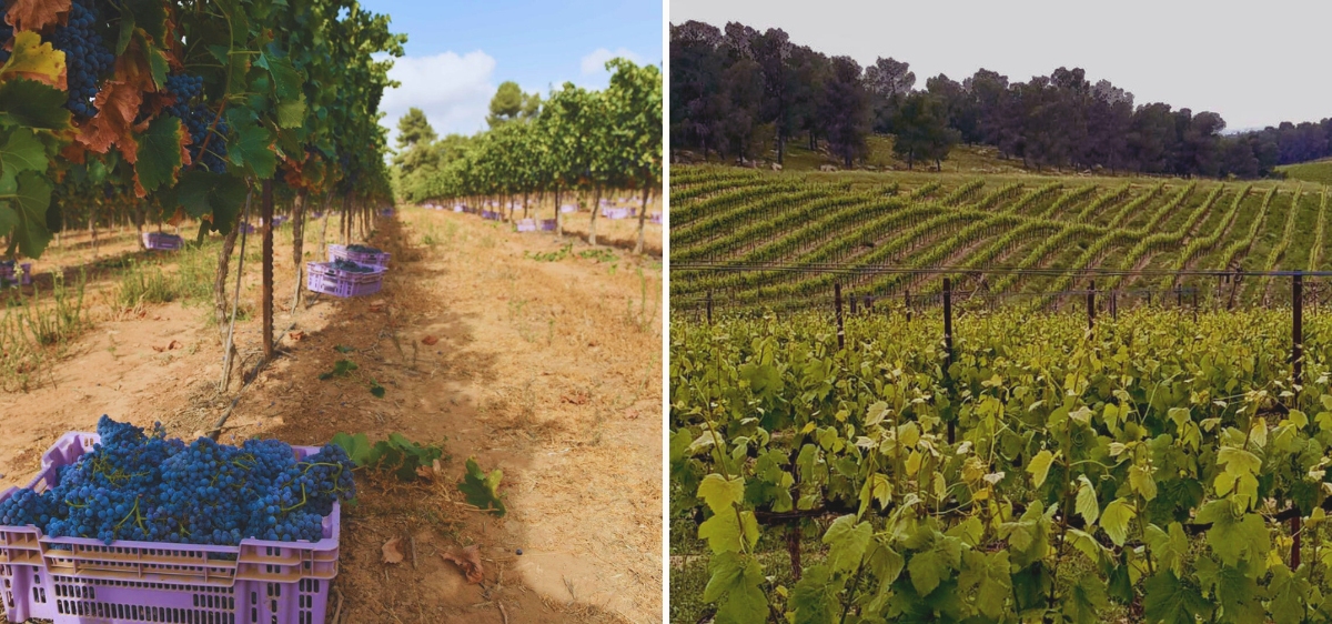Two vineyard scenes: on the left, purple crates filled with freshly harvested grapes lined up between rows of grapevines under a bright sky; on the right, a view of lush, green vineyards on rolling hills with a forest in the background.
