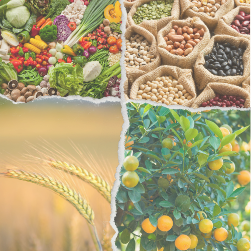 A split-image collage with an assortment of colorful vegetables on the left, burlap sacks filled with various legumes in the center, golden wheat at the bottom, and a fruit-laden citrus tree on the right, representing forbidden products during Shmitah.