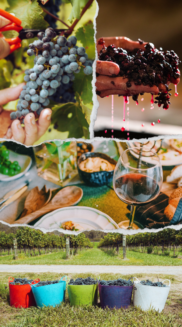 A collage depicting the journey of kosher wine from vineyard to table, showing hands picking grapes, crushed grapes dripping juice, a glass of red wine above a festive meal, and buckets of harvested grapes in a vineyard. 