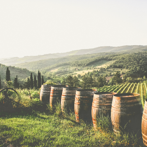 Wooden wine barrels lined up on a grassy hill overlooking a sun-kissed vineyard with rolling hills in the background.