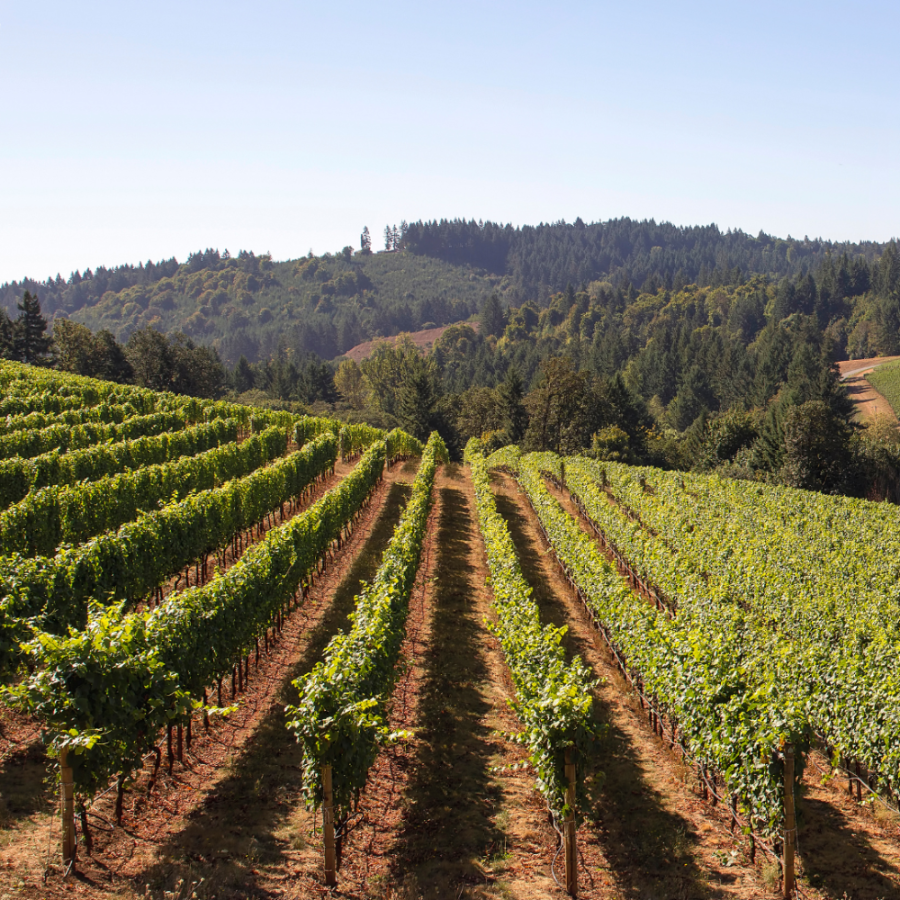 Vineyard with rows of grapevines under a clear blue sky
