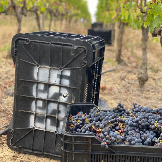 A black plastic crate filled with freshly harvested purple grapes sits in a vineyard, with more crates and grapevines in the background.