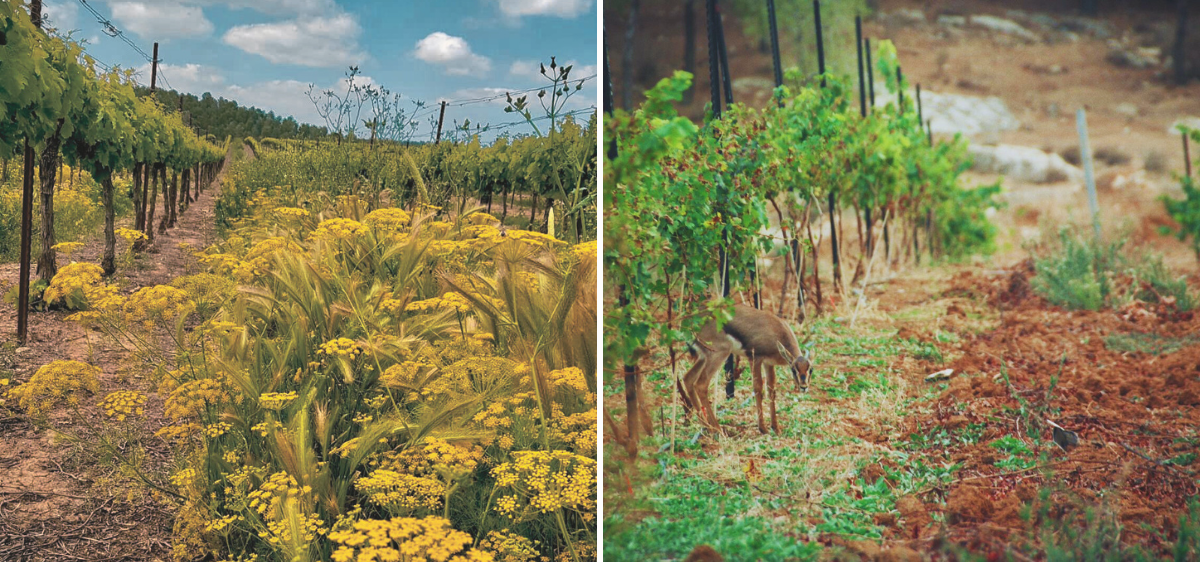 Two scenes from a vineyard: on the left, rows of grapevines with yellow wildflowers growing between them under a partly cloudy sky; on the right, a small deer grazing near the grapevines in a more barren section of the vineyard.