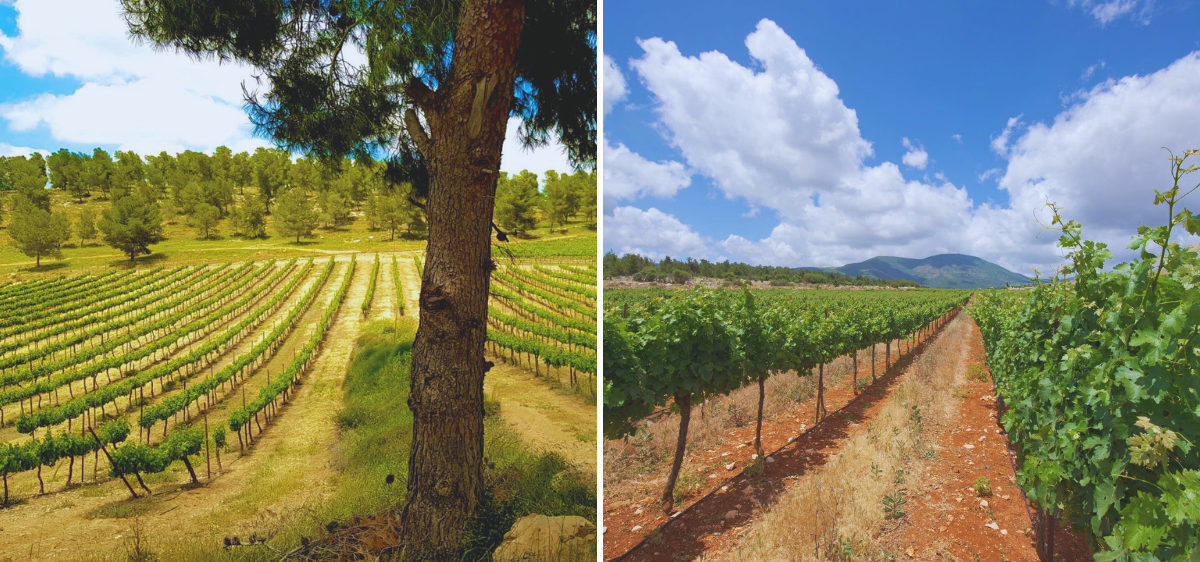 Two vineyard scenes: on the left, rows of grapevines framed by a tree trunk with a backdrop of trees under a blue sky; on the right, rows of grapevines stretching towards a distant mountain under a partly cloudy sky.