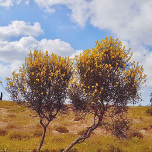 Two small trees with yellow flowers standing in a field under a partly cloudy blue sky.