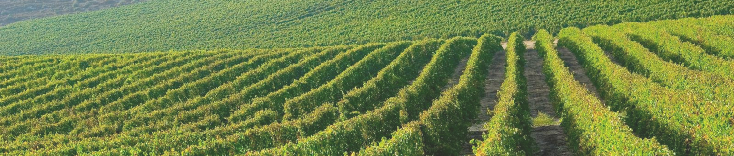 Rows of grapevines in a vineyard on a sunny day, with lush green foliage extending across the rolling hills.