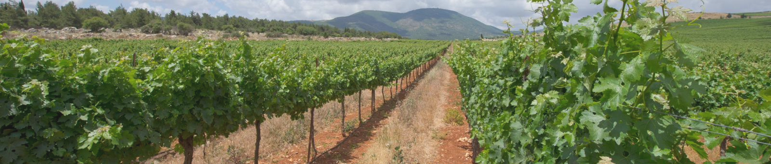 Rows of grapevines stretching towards distant mountains under a partly cloudy sky at Carmel Winery.