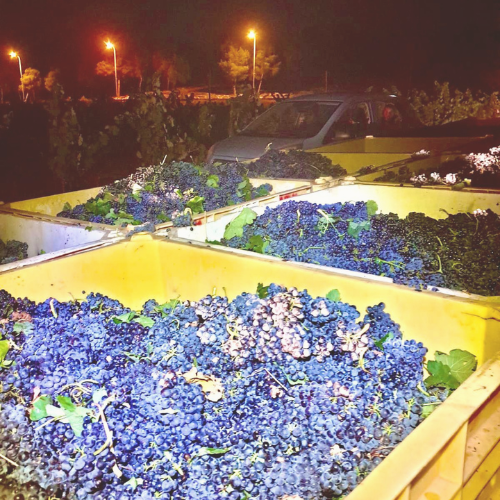 Large bins filled with freshly harvested grapes at night, with vineyard and car in the background, illustrating the winemaking process at Carmel Winery.