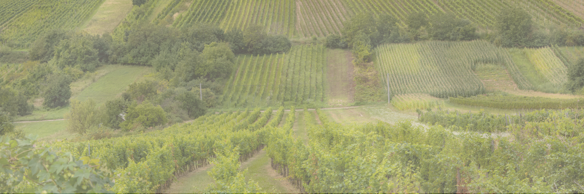 summer vineyard in Slovakia