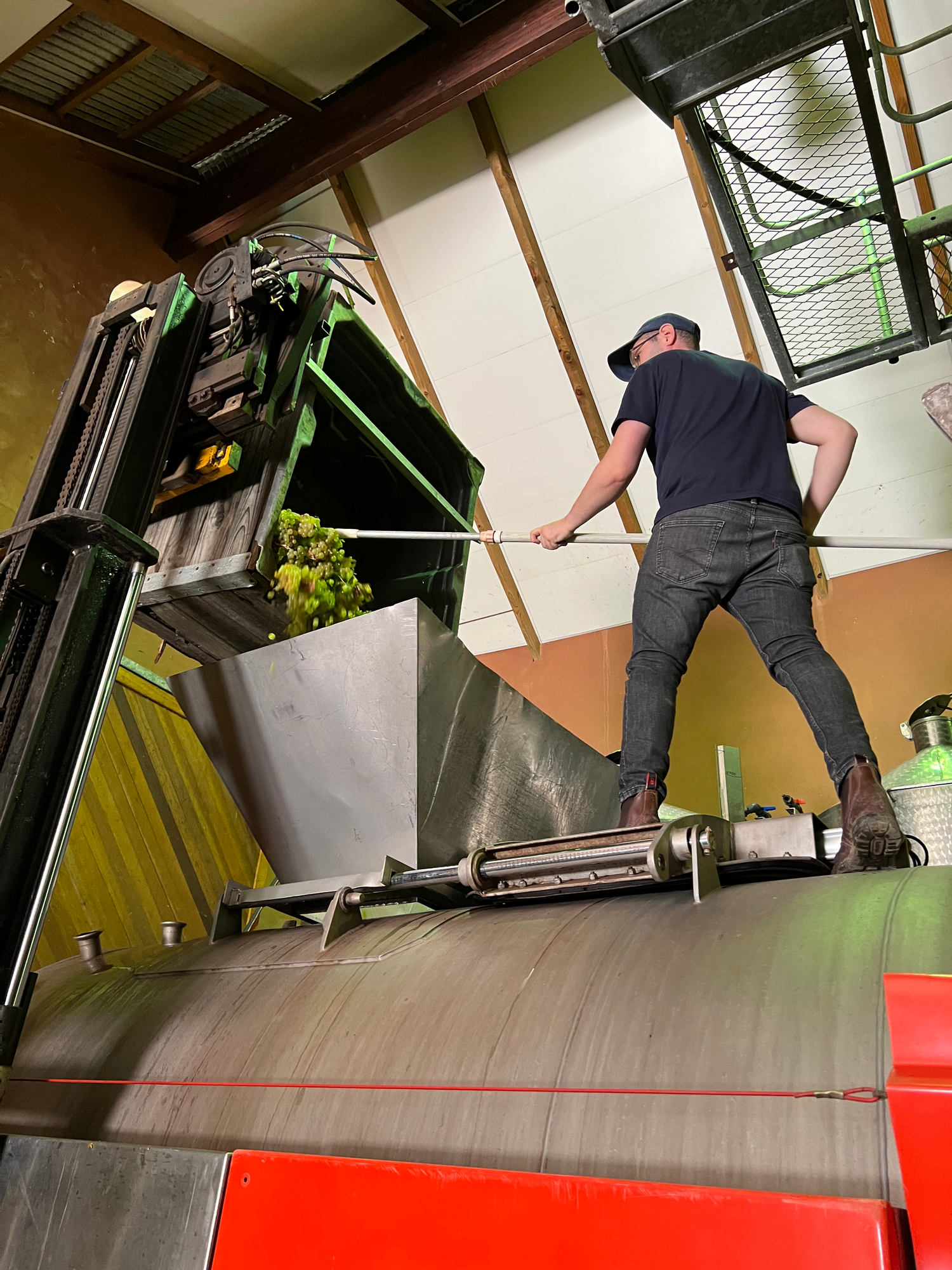 A worker in a navy blue shirt, jeans, and a cap stands on a large stainless steel wine press, using a tool to guide freshly harvested green grapes being emptied from a crate into the machine. 