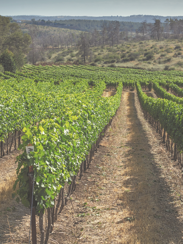 vineyard near Kibbutz Harel in Israel