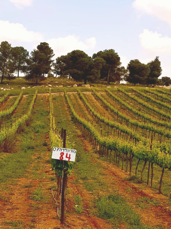 A vineyard with rows of grapevines and a sign marked '84' in the foreground, set against a backdrop of trees and a partly cloudy sky.