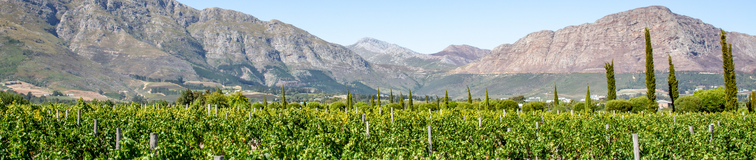 Vineyards and wine farms in
south africa. 