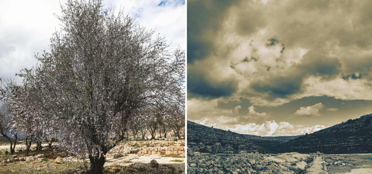 A composite image showing a blooming tree in a vineyard and a dramatic, cloudy sky over a mountainous landscape.