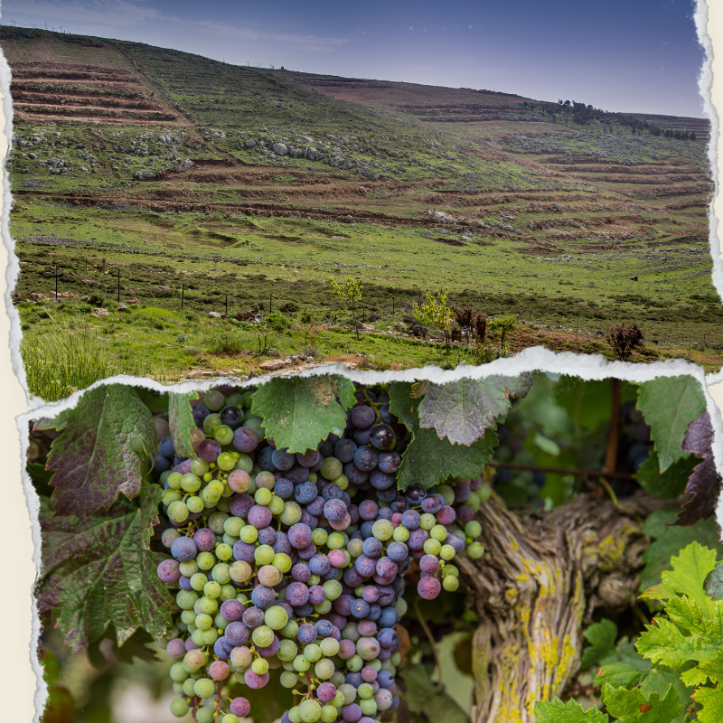 A composite image with the terraced slopes of Har Bracha Winery on top and a close-up of multicolored, ripening grapes on the vine below, illustrating the diverse terrain and viticulture