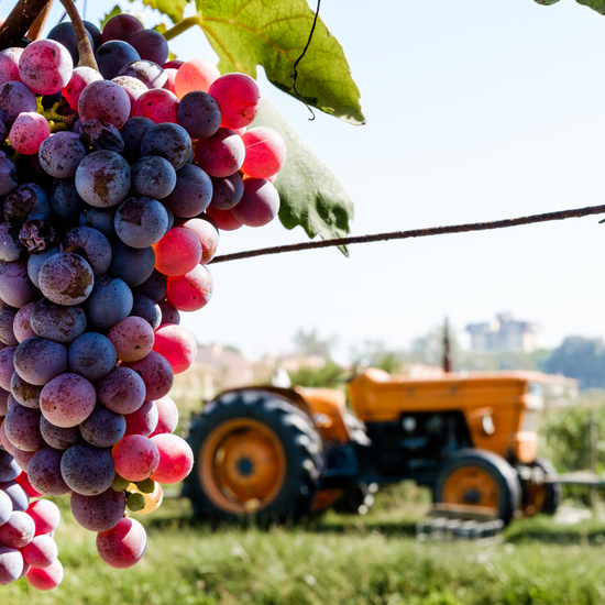 Grapes are being deposited from a container, showing a cascade of fresh clusters and free-flowing juice against a vineyard backdrop.