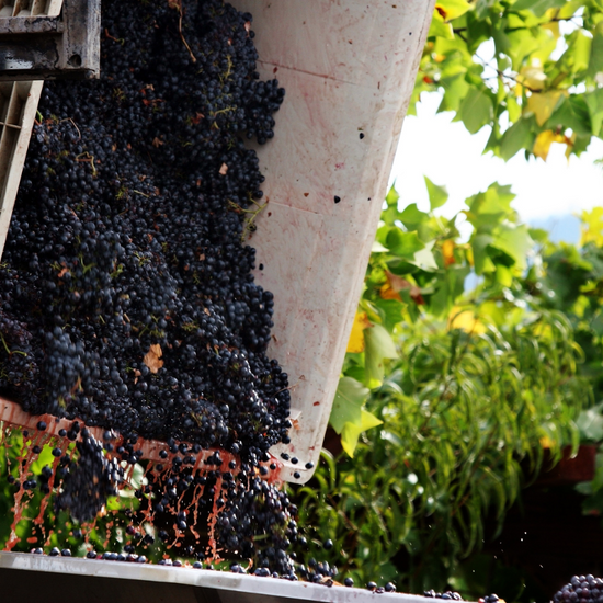 A close-up view of a ripe grape cluster on the vine, with a vintage tractor in the soft-focused background, symbolizing traditional winemaking.