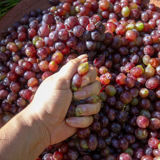 A hand squeezing a bunch of red grapes, highlighting the freshly harvested grapes destined for winemaking. 