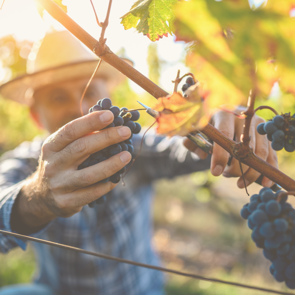 winemaker harvesting grapes