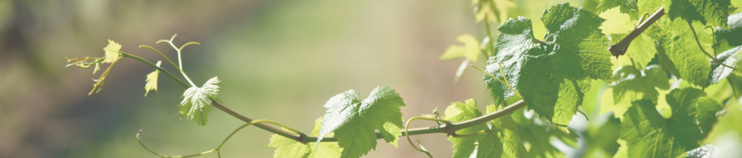 Close-up of green vineyard leaves on a vine.